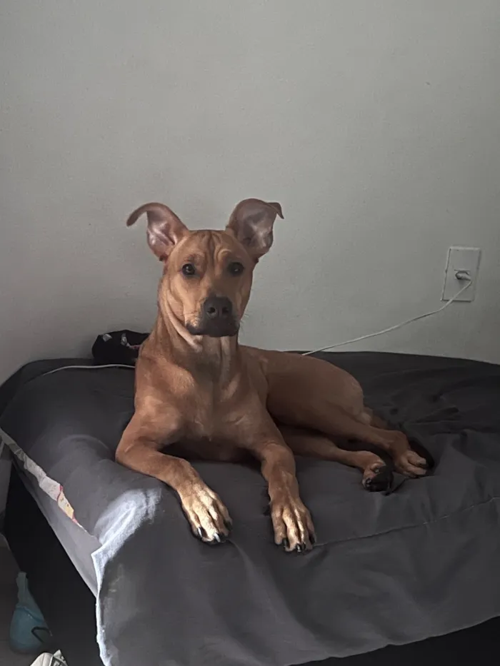Cachorro raça SRD-ViraLata idade 7 a 11 meses nome Rocky