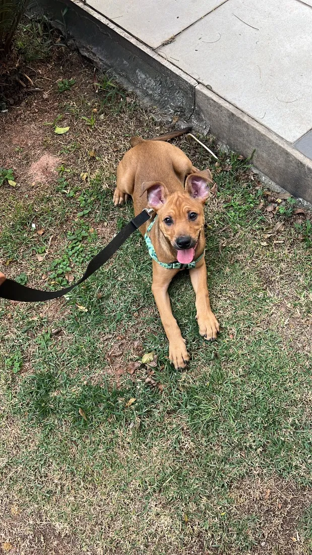Cachorro raça SRD-ViraLata idade 7 a 11 meses nome Rocky