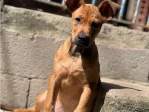 Cachorro raça SRD-ViraLata idade 7 a 11 meses nome Rocky