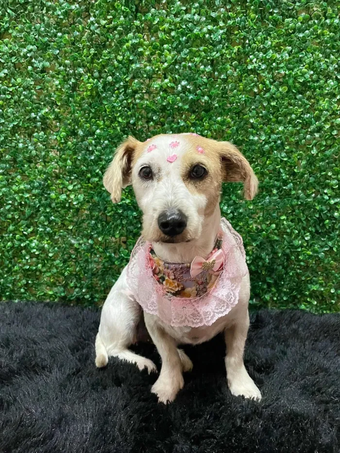 Cachorro raça SRD-ViraLata idade 3 anos nome Mel