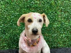 Cachorro raça SRD-ViraLata idade 3 anos nome Mel