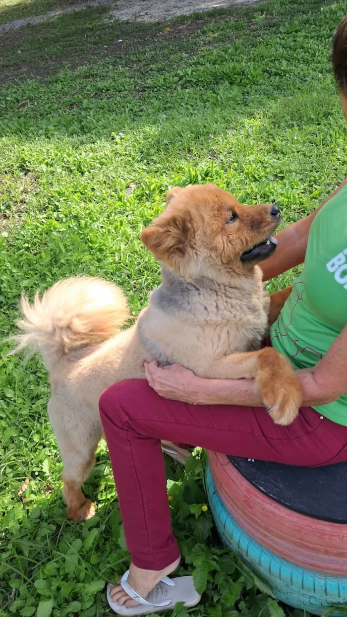 Cachorro raça SRD-ViraLata idade 2 anos nome Aurora