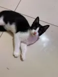 2 gatinhos(1 macho e 1 fêmea)