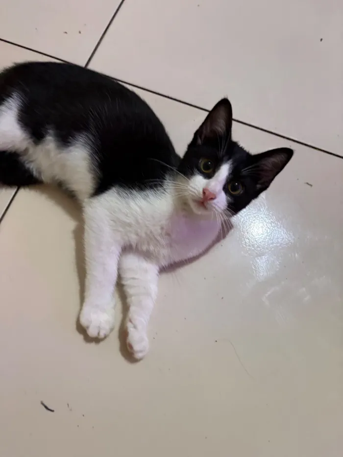 Gato raça SRD-ViraLata idade 2 a 6 meses nome 2 gatinhos(1 macho e 1 fêmea)