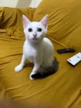 2 gatinhos(1 macho e 1 fêmea)