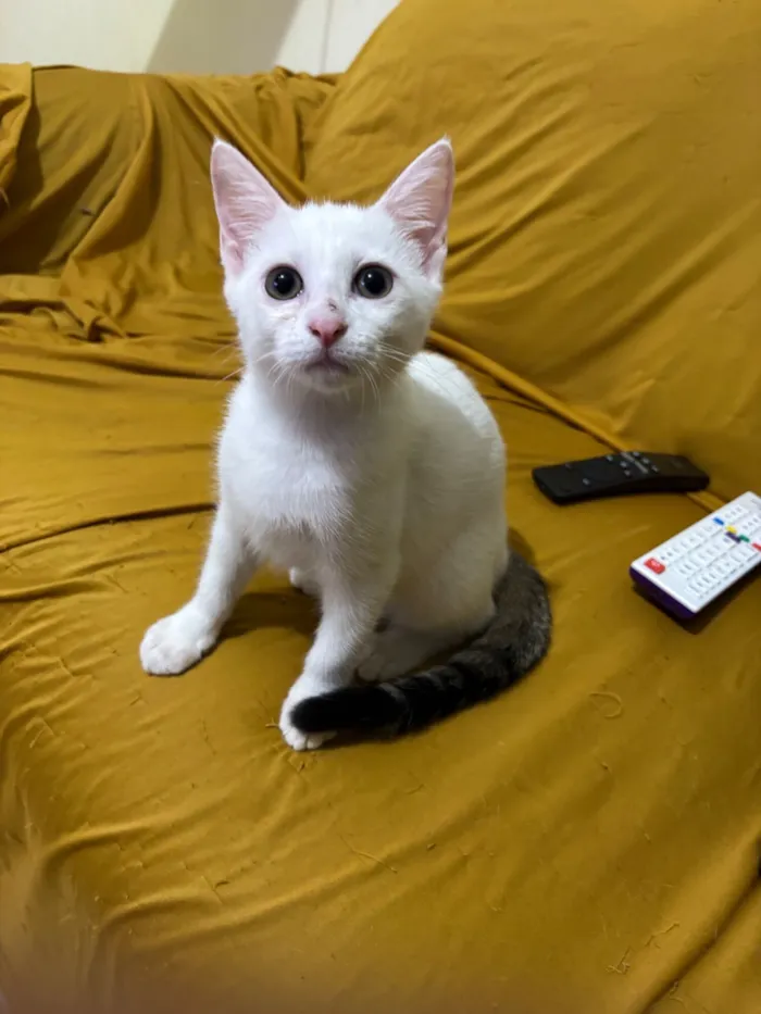 Gato raça SRD-ViraLata idade 2 a 6 meses nome 2 gatinhos(1 macho e 1 fêmea)