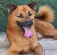 Brutus