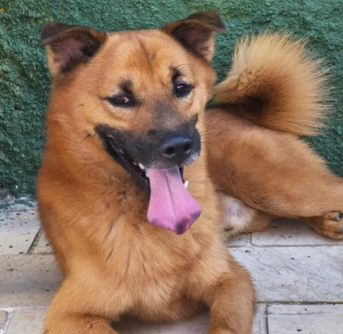 Cachorro raça SRD-ViraLata idade 1 ano nome Brutus