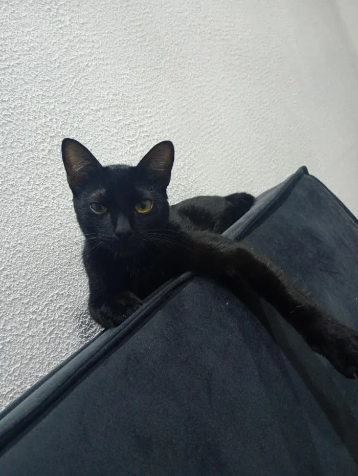 Gato raça SRD-ViraLata idade 7 a 11 meses nome koda