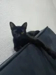 koda