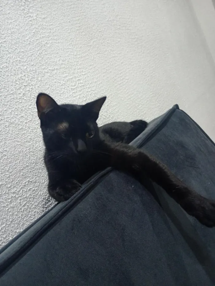 Gato raça SRD-ViraLata idade 7 a 11 meses nome koda