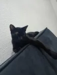 koda