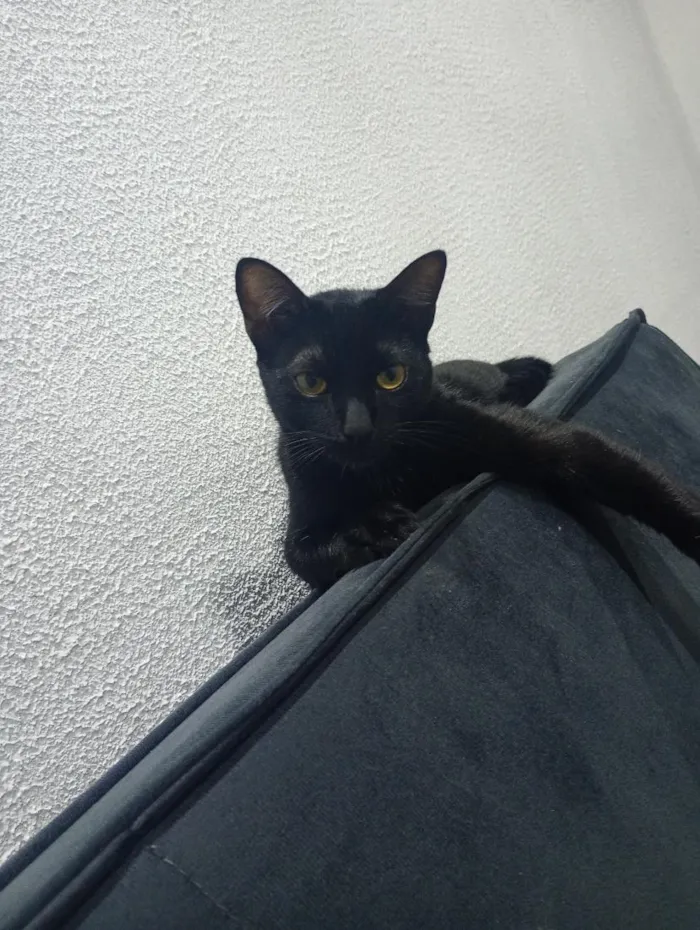 Gato raça SRD-ViraLata idade 7 a 11 meses nome koda