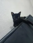 koda