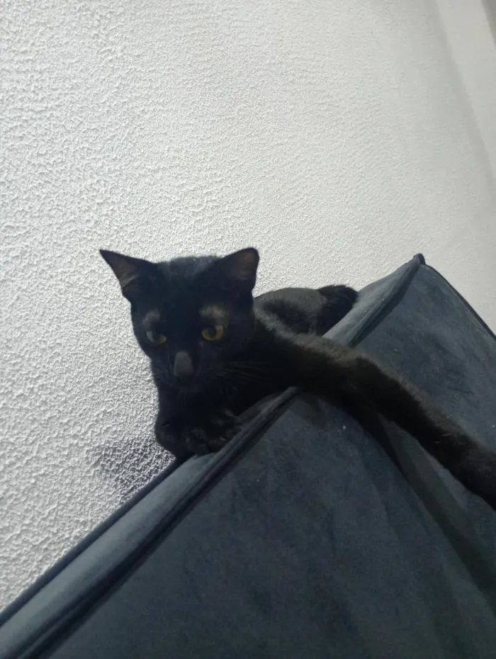 Gato raça SRD-ViraLata idade 7 a 11 meses nome koda