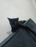 koda
