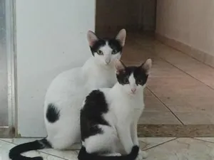 Gato raça Siamês idade 1 ano nome nao tem nome