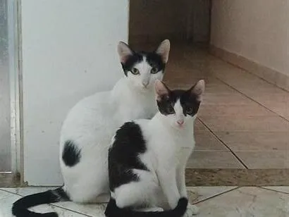 Gato raça Siamês idade 1 ano nome nao tem nome