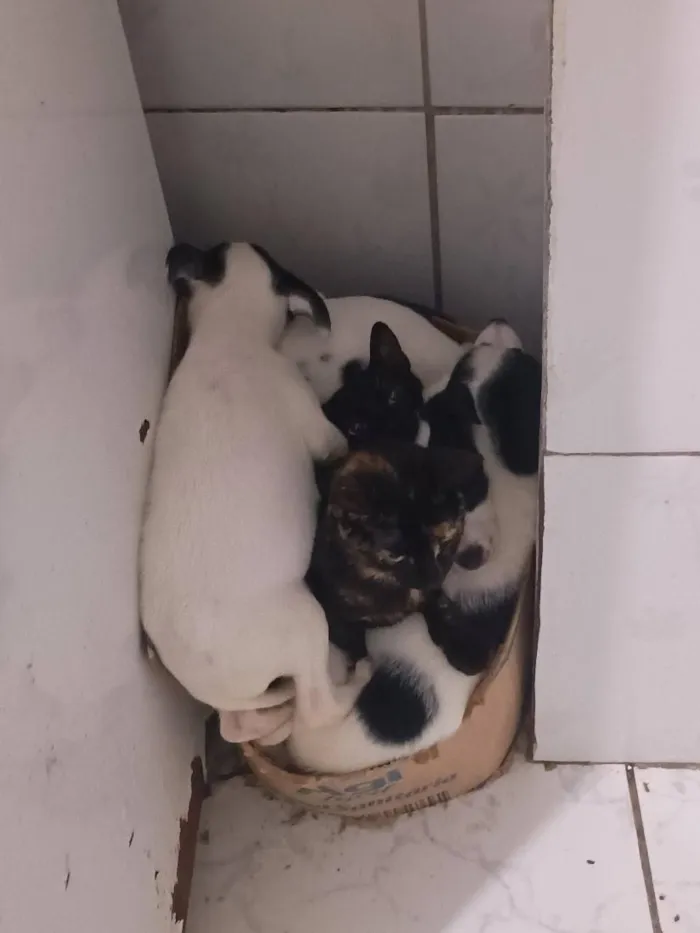 Cachorro raça SRD-ViraLata idade 2 a 6 meses nome Filhotes