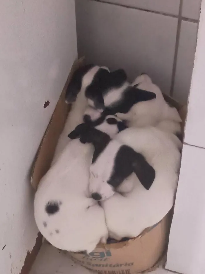 Cachorro raça SRD-ViraLata idade 2 a 6 meses nome Filhotes