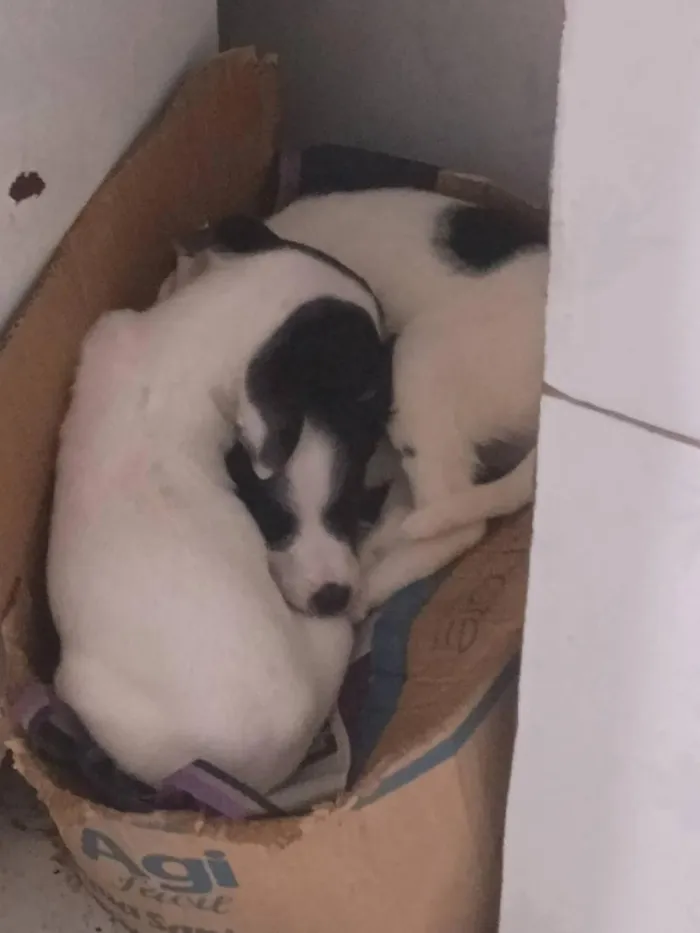 Cachorro raça SRD-ViraLata idade 2 a 6 meses nome Filhotes