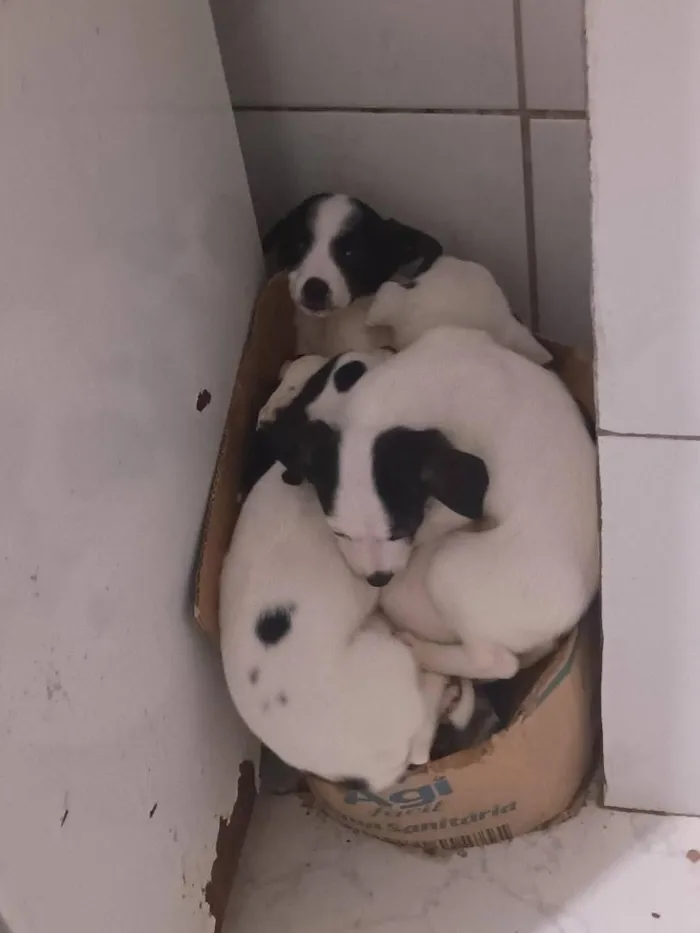 Cachorro raça SRD-ViraLata idade 2 a 6 meses nome Filhotes