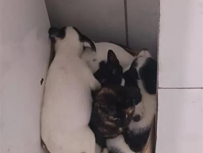 Cachorro raça SRD-ViraLata idade 2 a 6 meses nome Filhotes