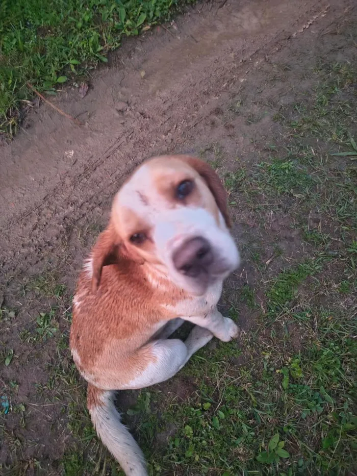 Cachorro raça SRD-ViraLata idade 1 ano nome bumbum 