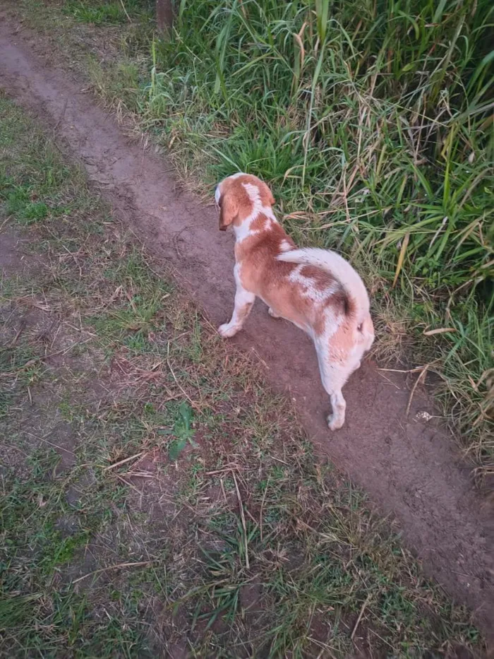 Cachorro raça SRD-ViraLata idade 1 ano nome bumbum 