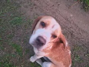 Cachorro raça SRD-ViraLata idade 1 ano nome bumbum 