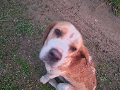 Cachorro raça SRD-ViraLata idade 1 ano nome bumbum 