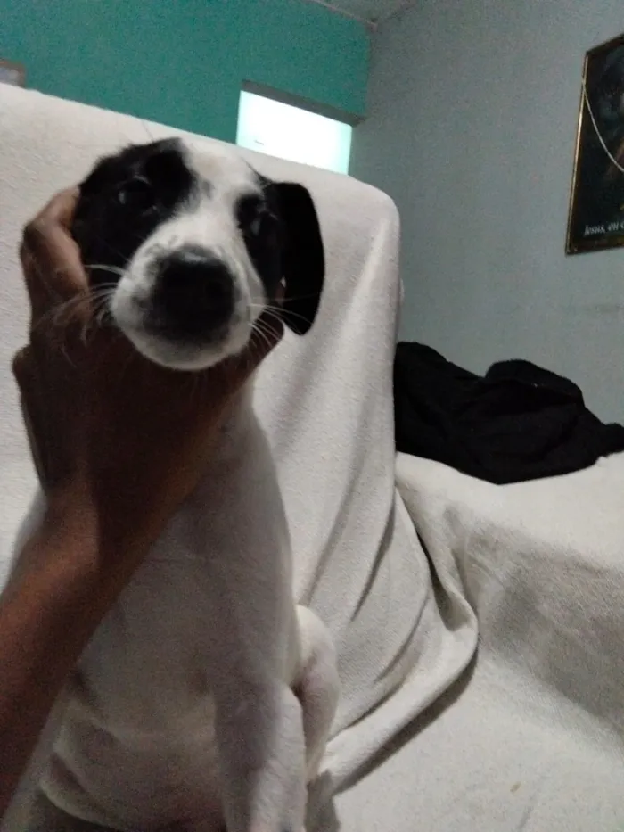Cachorro raça SRD-ViraLata idade Abaixo de 2 meses nome rabito 