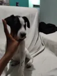 rabito 