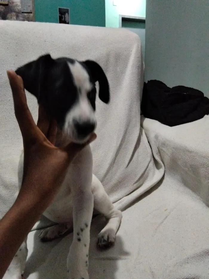 Cachorro raça SRD-ViraLata idade Abaixo de 2 meses nome rabito 