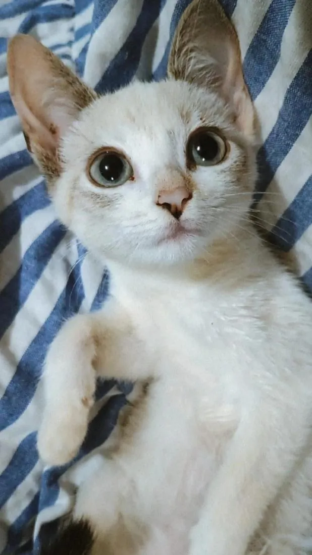 Gato raça SRD-ViraLata idade 2 a 6 meses nome Mimi