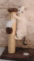 Mimi