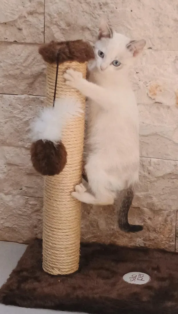 Gato raça SRD-ViraLata idade 2 a 6 meses nome Mimi