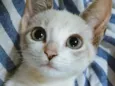 Mimi