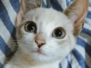 Gato raça SRD-ViraLata idade 2 a 6 meses nome Mimi