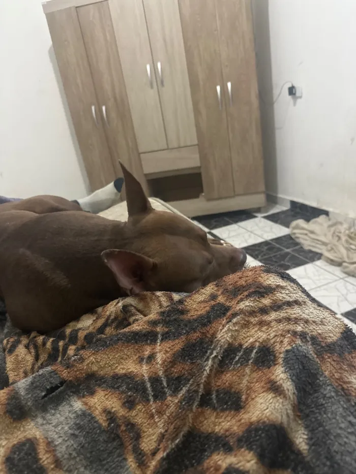 Cachorro raça Pit-Bull idade 2 a 6 meses nome Horus 