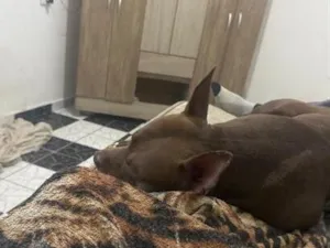 Cachorro raça Pit-Bull idade 2 a 6 meses nome Horus 