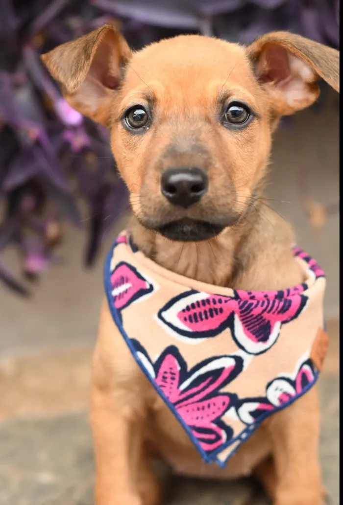 Cachorro raça SRD-ViraLata idade 2 a 6 meses nome Oceane 