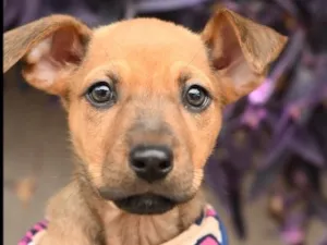 Cachorro raça SRD-ViraLata idade 2 a 6 meses nome Oceane 