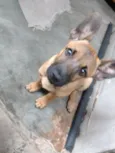 Cacau