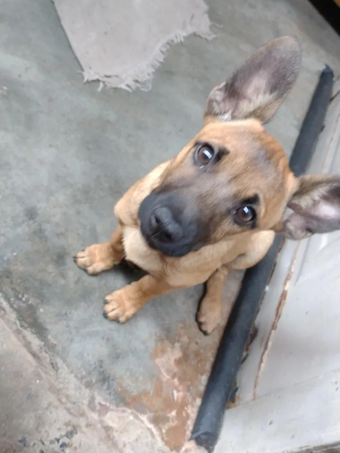 Cachorro raça SRD-ViraLata idade 2 a 6 meses nome Cacau