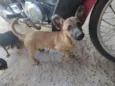 Cacau