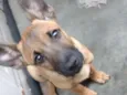 Cacau