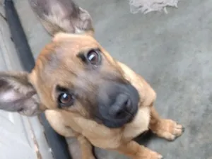 Cachorro raça SRD-ViraLata idade 2 a 6 meses nome Cacau