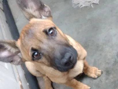 Cachorro raça SRD-ViraLata idade 2 a 6 meses nome Cacau
