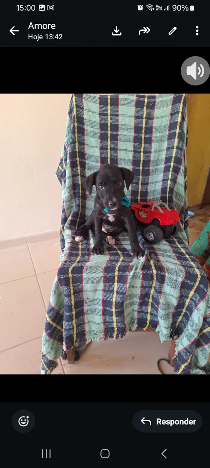 Cachorro raça SRD-ViraLata idade Abaixo de 2 meses nome Black 